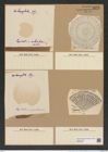 Lepidodiscus elegans Witt. (de-Toni-Nr.: Genus 231, Species 5636) Zeichnungen Sammlung Grunow Nr. 9619 (NHMW-BOT-W0379548)